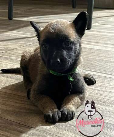 Venta de Pastor Belga Cartagena