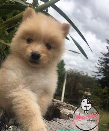 Criadero Pomsky Colombia
