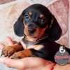 Venta de perros Teckel Negros Barranquilla