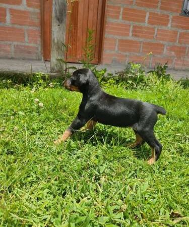 Precio Doberman en Valledupar