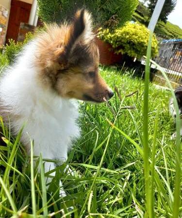 Pastor Shetland Comprar