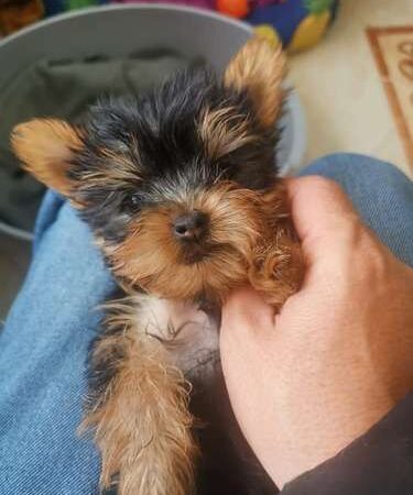 Yorkshire Terrier precio en Ibagué