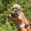 Perro Bulldog Frances Black Merle Precio