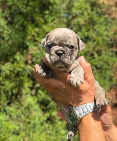 Perro Bulldog Frances Black Merle Precio