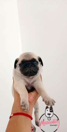 Venta De Perro Pug Precio