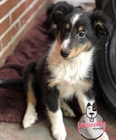 Venta de Perros Pastor De Las Islas Shetland Popayan