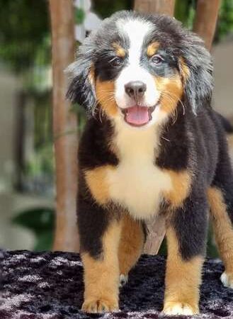 Precio Bernés de la Montaña en Neiva