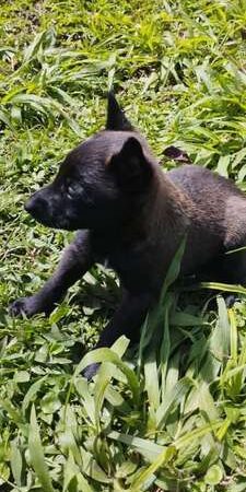 Precio De Pastor Belga Cali