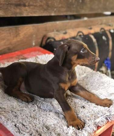 Doberman precio en Ibagué