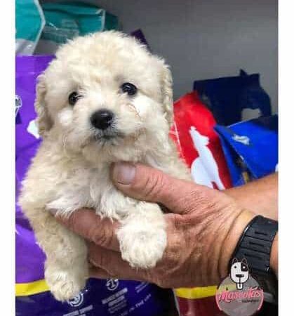 Precio Unico Cachorros Minitoy Mascotas Medellin