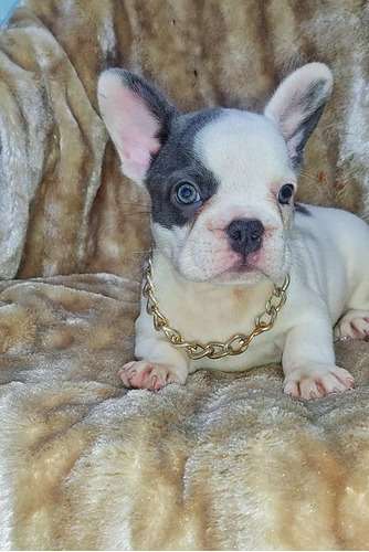 Venta de Perros Bulldog Francés Precio Cali 2 Venta de Perros Bulldog Francés Precio Cali - Image 2