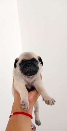 Pug Carlino Precio De Oferta