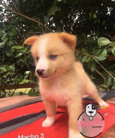 Perro Pomsky Venta medellin