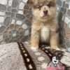 Venta De Perros Pomsky Merle