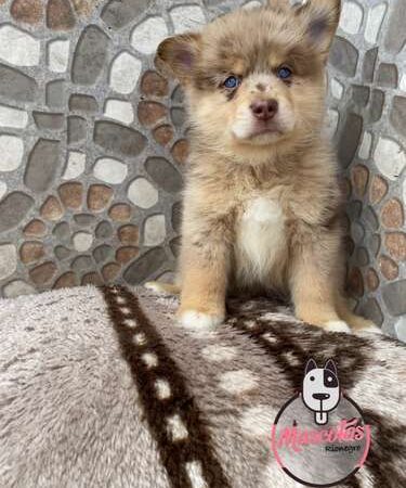 Venta De Perros Pomsky Merle