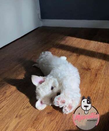 Perro Maltes Precio Especial