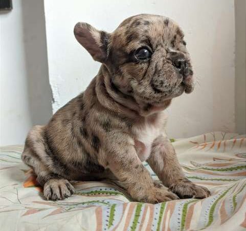 Bulldog Frances Venta De Cachorros