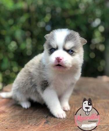 Precio Pomsky en Neiva