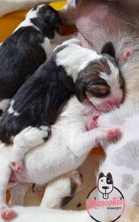 Beagle Cachorro Precio