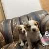 Beagle Limon enano precio - Image 3