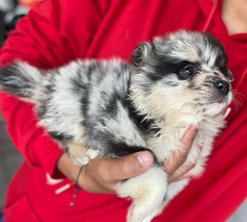 Comprar Pomsky En Colombia