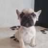 Bulldog frances bebe precio - Image 2