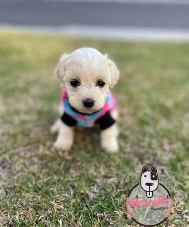 Bichon Maltes A La Venta Medellin