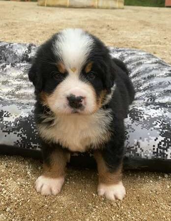 Precio Bernés de la Montaña Ibagué