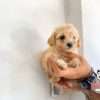 Venta French Poodle Mini Toy Oferta