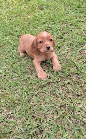 Perros Cocker En Venta En Medellin