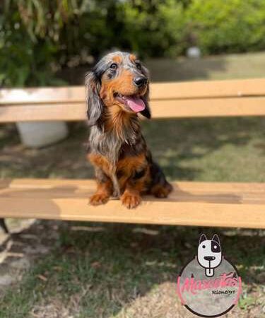 Venta De Perros Teckel Arlequin Pelo Largo Medellin