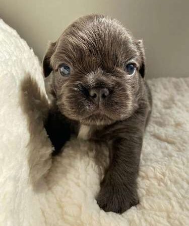 Bulldog Francés fluffy Cocoa precio en Pereira