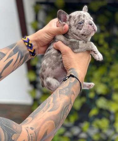 Precio Bulldog Francés en Neiva