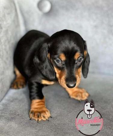 Venta de perros Teckel Negros Pasto