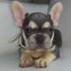 Bulldog Frances Lilac at Rionegro - Image 3