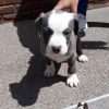 Pitbull En Venta