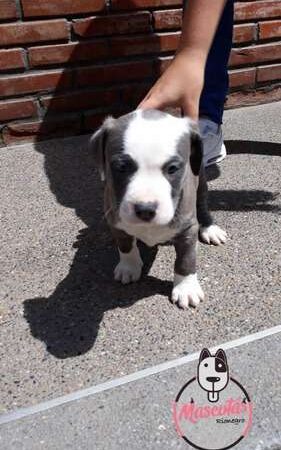 Pitbull En Venta