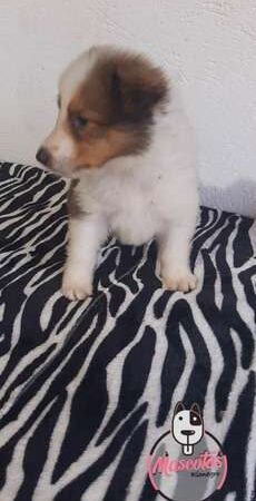 Shetland Sheepdog Precio Especial