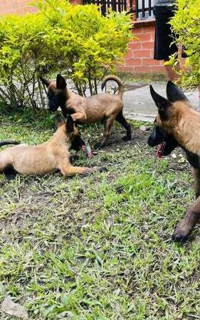 Comprar Pastor Belga Medellin