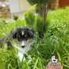 Criadero Pastor Shetland Mascotas Medellin