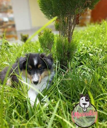 Criadero Pastor Shetland Mascotas Medellin