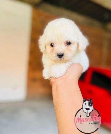 Venta de Poodle Mini Toy Popayan