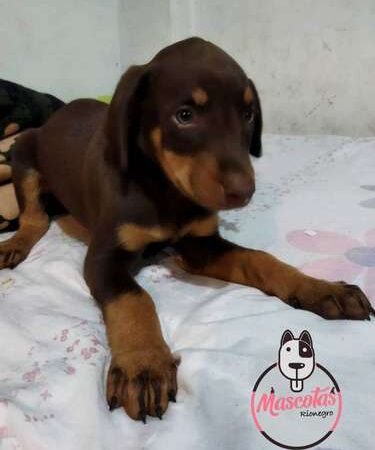 Venta de Cachorros Doberman Rojos Cali