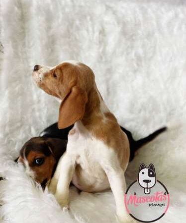 Precios Beagle Cachorro en Bogota