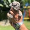 Bulldog Black Merle Rionegro