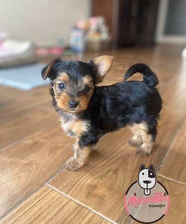 Venta de Perros Yorkies Neiva