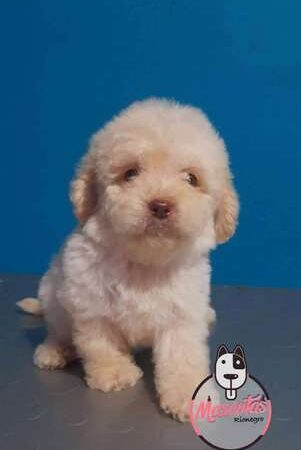 Venta de Perros Poodle Mini Toy Cucuta