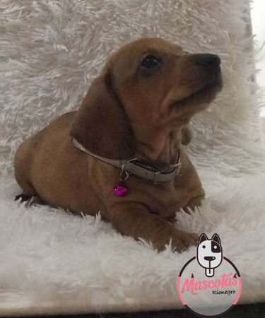 Venta de Perros Salchicha mini Cartagena