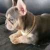 Bulldog Frances Lilac at Rionegro