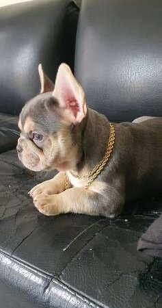 Bulldog Frances Lilac at Rionegro